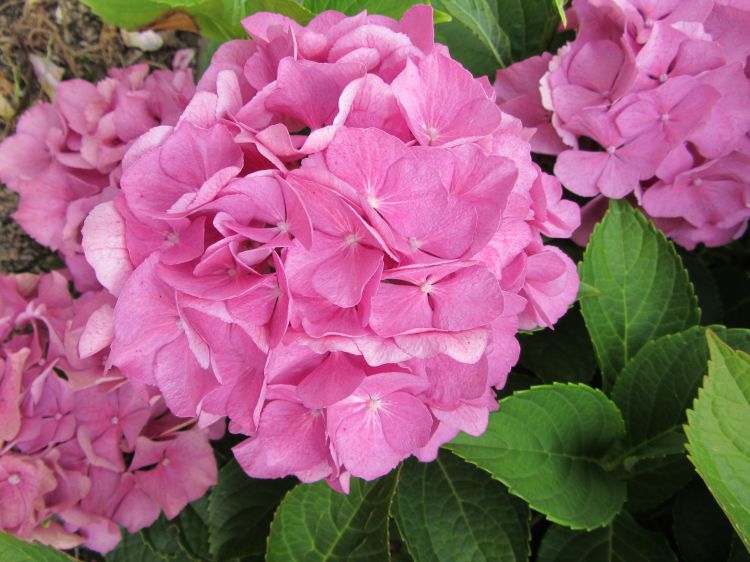 Fonds d'cran Nature Fleurs Hortensias roses, hortensias bleus