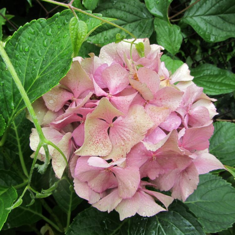 Fonds d'cran Nature Fleurs Hortensias roses, hortensias bleus