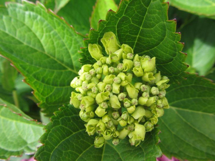 Fonds d'cran Nature Fleurs Hortensias roses, hortensias bleus