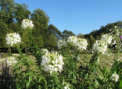  Nature Bouquet blanc