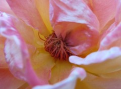  Nature Coeurs de roses