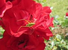  Nature Roses roses