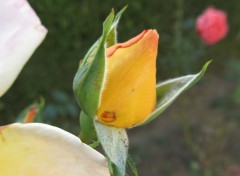  Nature coeurs de roses jaunes