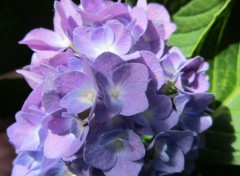  Nature Hortensias roses, hortensias bleus