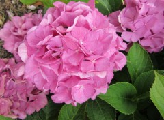  Nature Hortensias roses, hortensias bleus