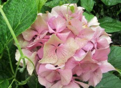  Nature Hortensias roses, hortensias bleus