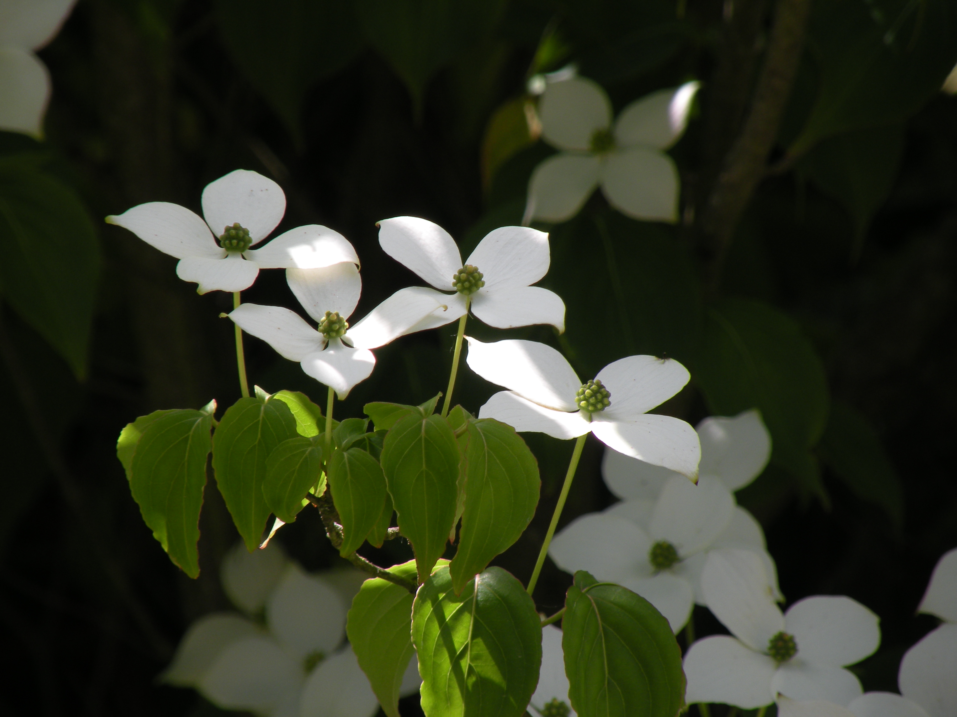 Wallpapers Nature Flowers 