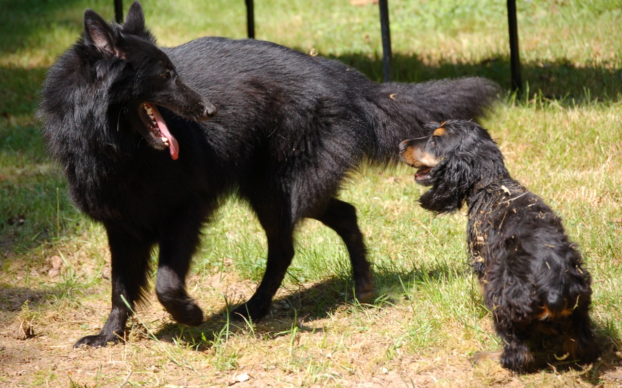 Fonds d'cran Animaux Chiens 