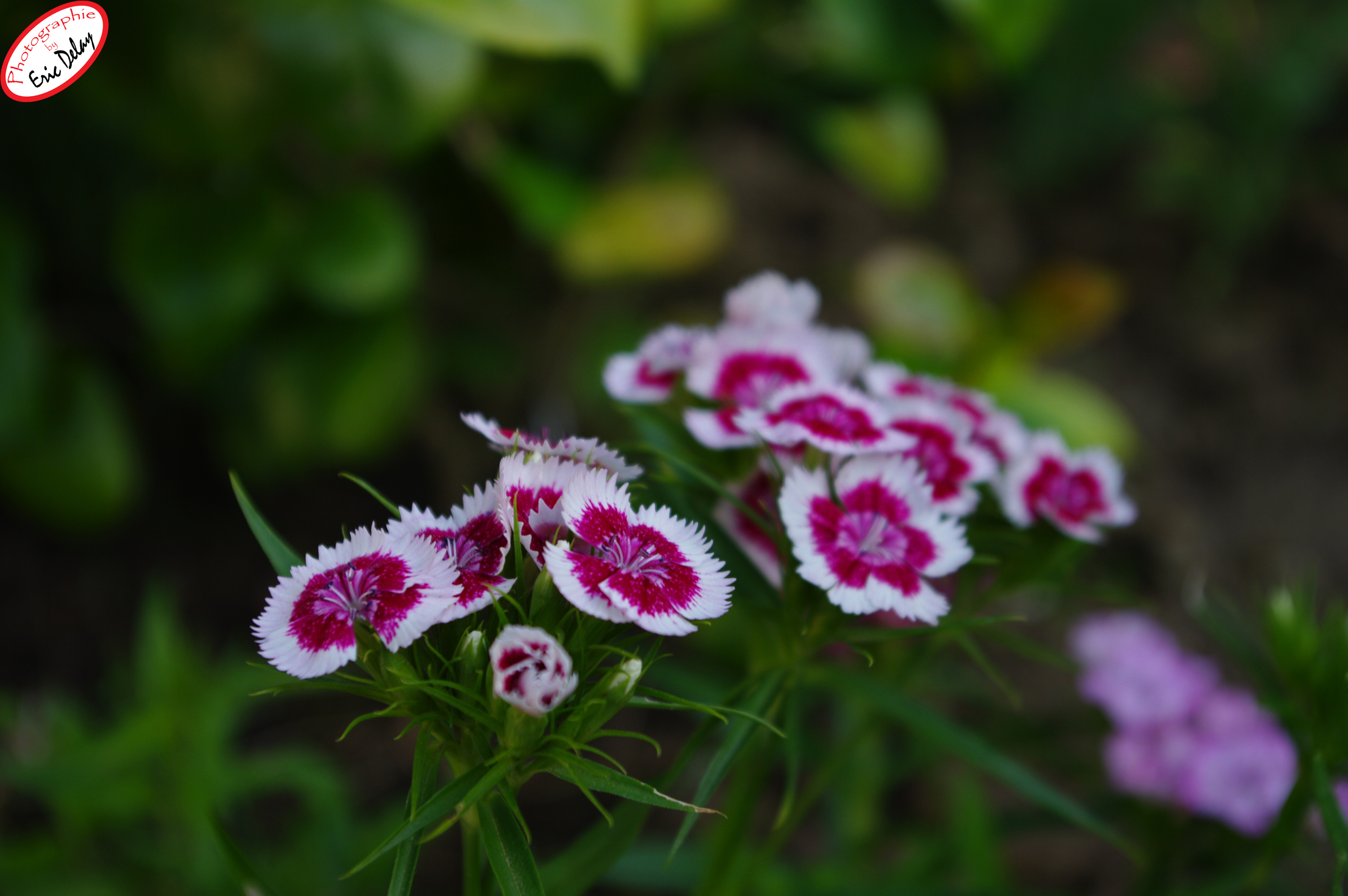 Fonds d'cran Nature Fleurs fleur