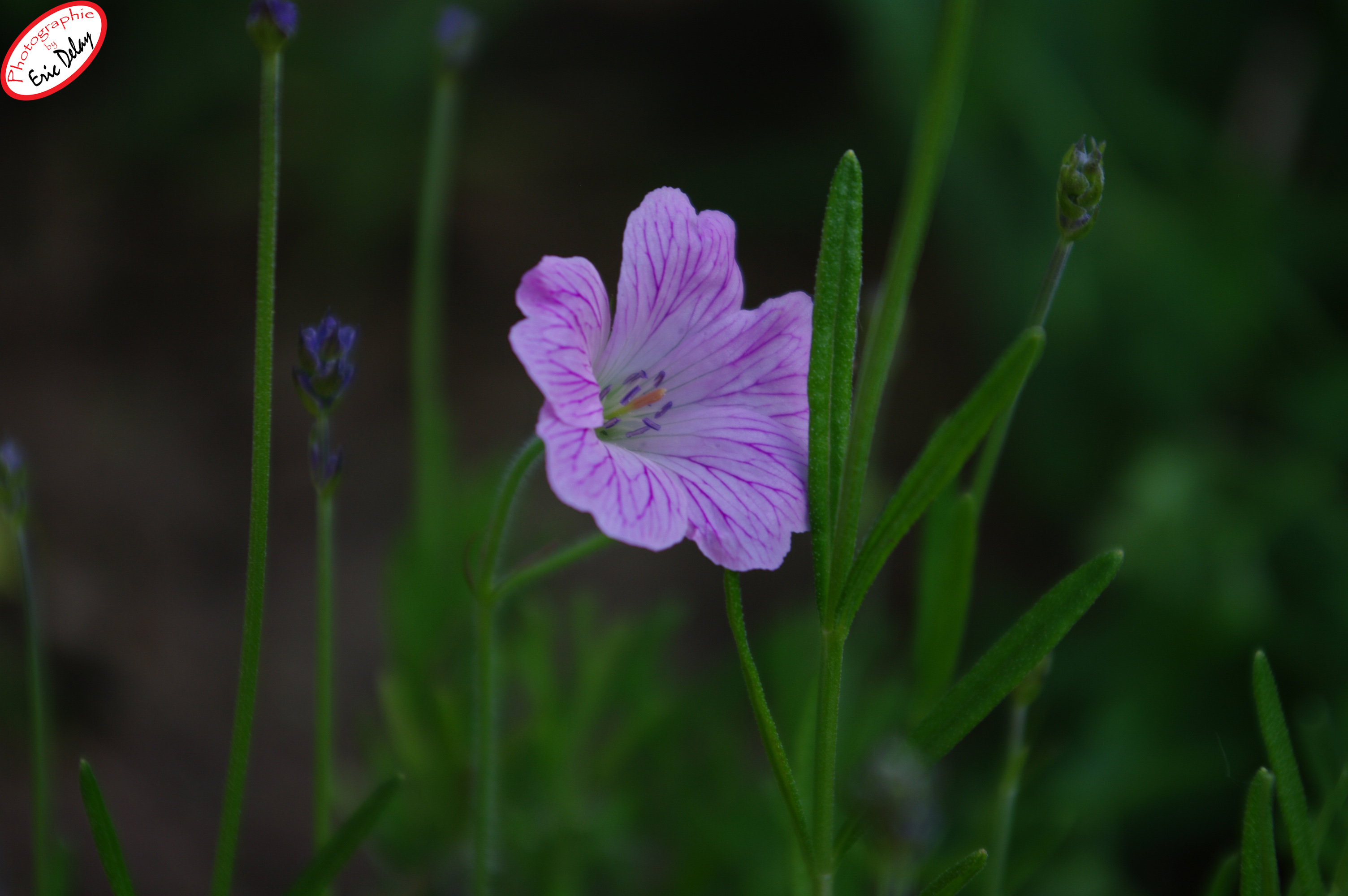 Fonds d'cran Nature Fleurs fleur