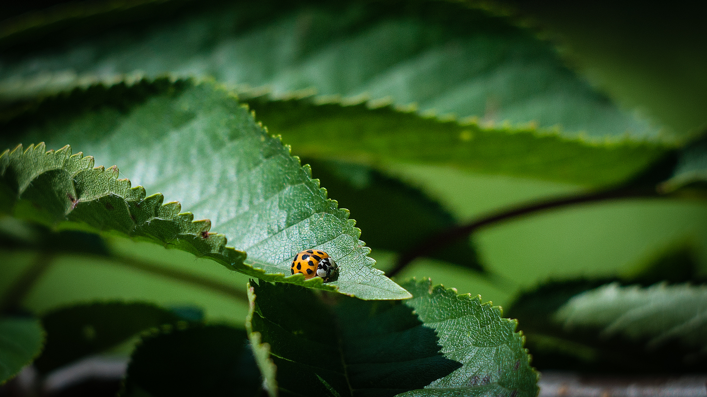 Fonds d'cran Animaux Insectes - Coccinelles 