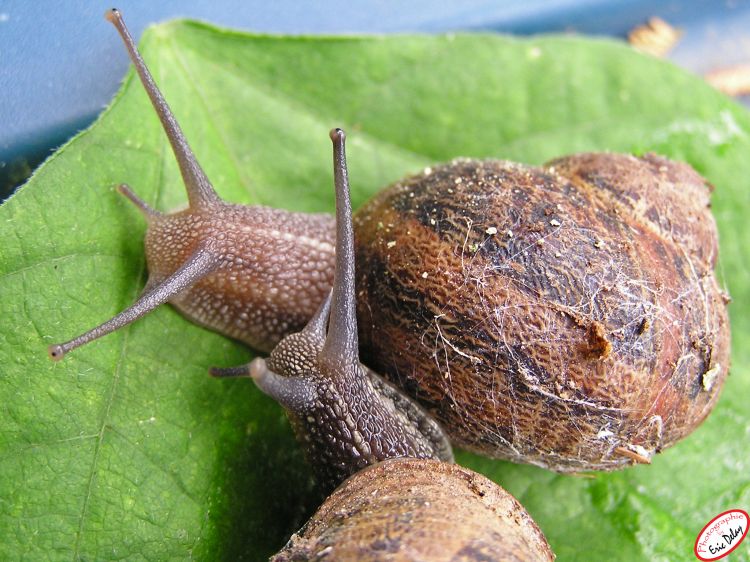 Fonds d'cran Animaux Escargots - Limaces Escargots