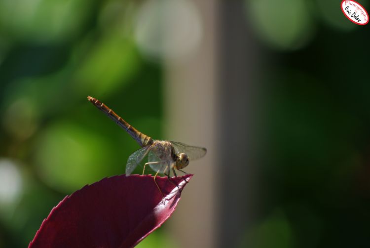 Fonds d'cran Animaux Insectes - Libellules Libellule