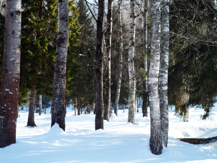 Fonds d'cran Nature Arbres - Forts Alpes - Tarentaise