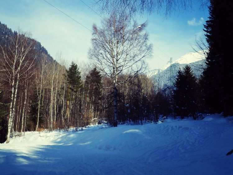 Fonds d'cran Nature Arbres - Forts Alpes - Tarentaise