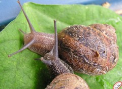  Animaux Escargots