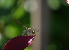  Animaux Libellule