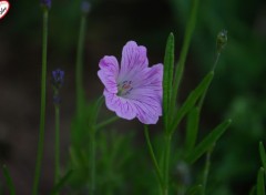  Nature fleur