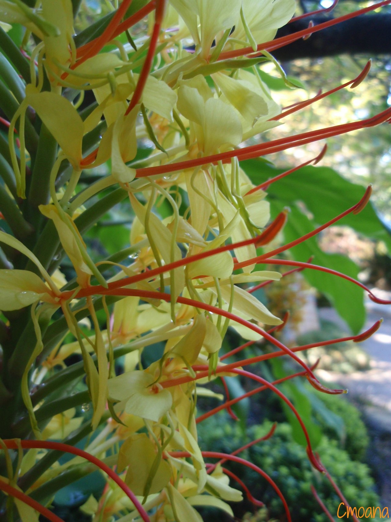 Fonds d'cran Nature Fleurs 