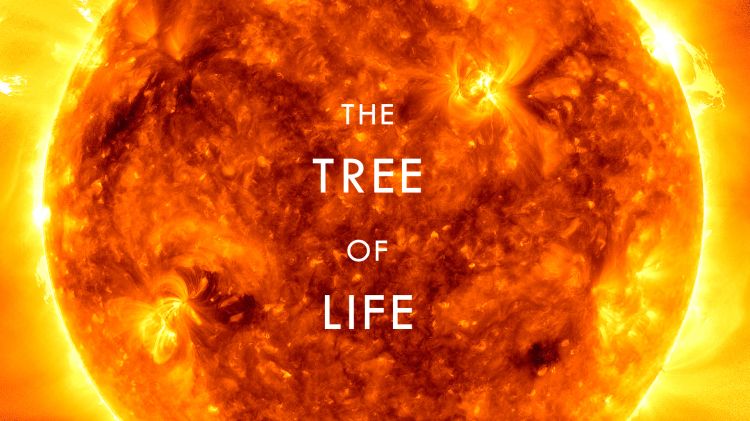 Wallpapers Movies The Tree Of Life Sun