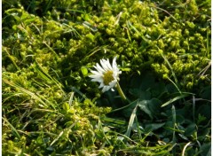  Nature Petite Fleur