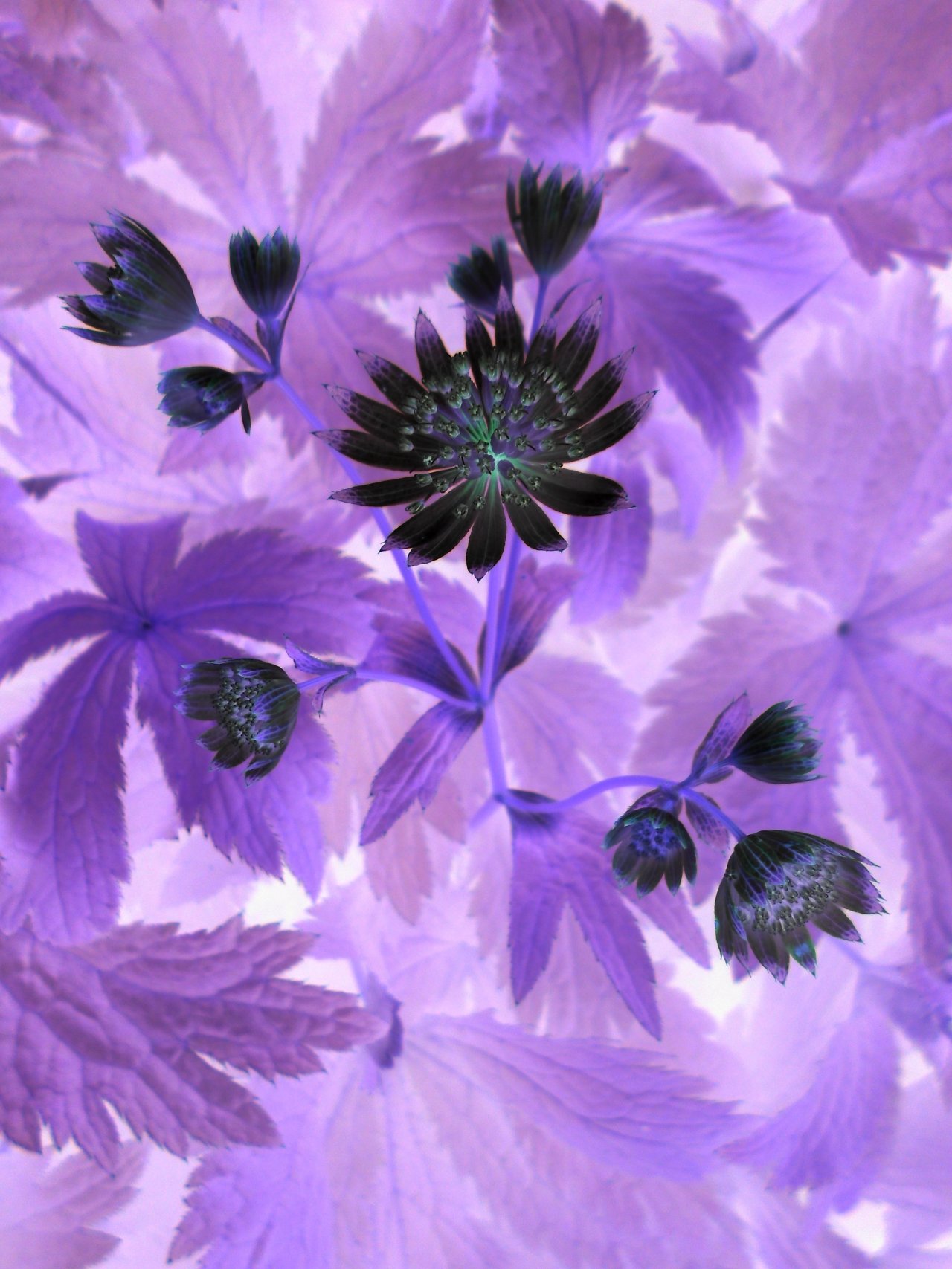 Fonds d'cran Nature Fleurs rêve bleu