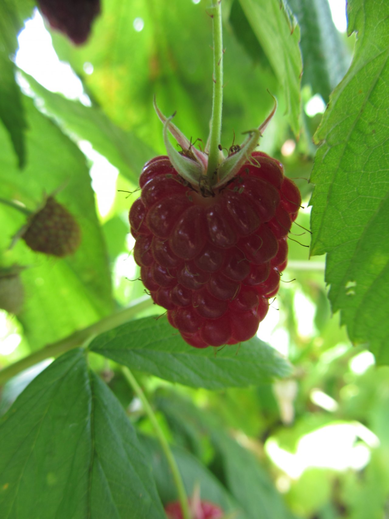 Wallpapers Nature Fruits fruits