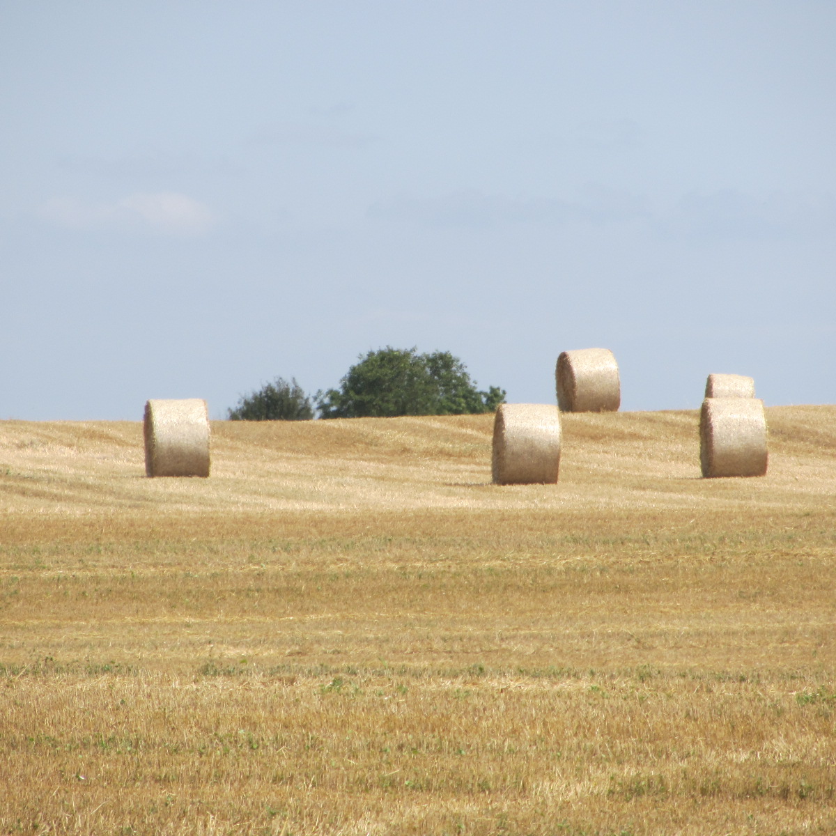 Fonds d'cran Nature Champs - Prairies Les bucoliques