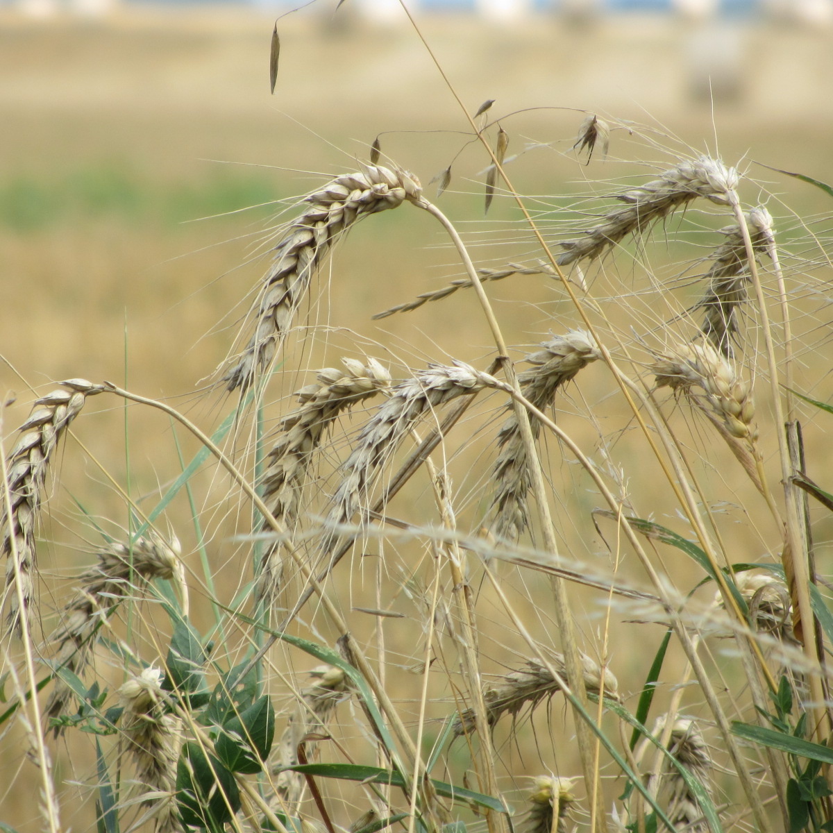 Wallpapers Nature Fields Les bucoliques