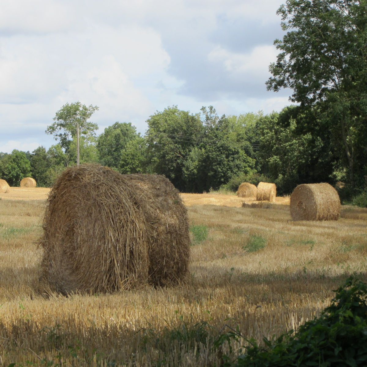 Fonds d'cran Nature Champs - Prairies Les bucoliques