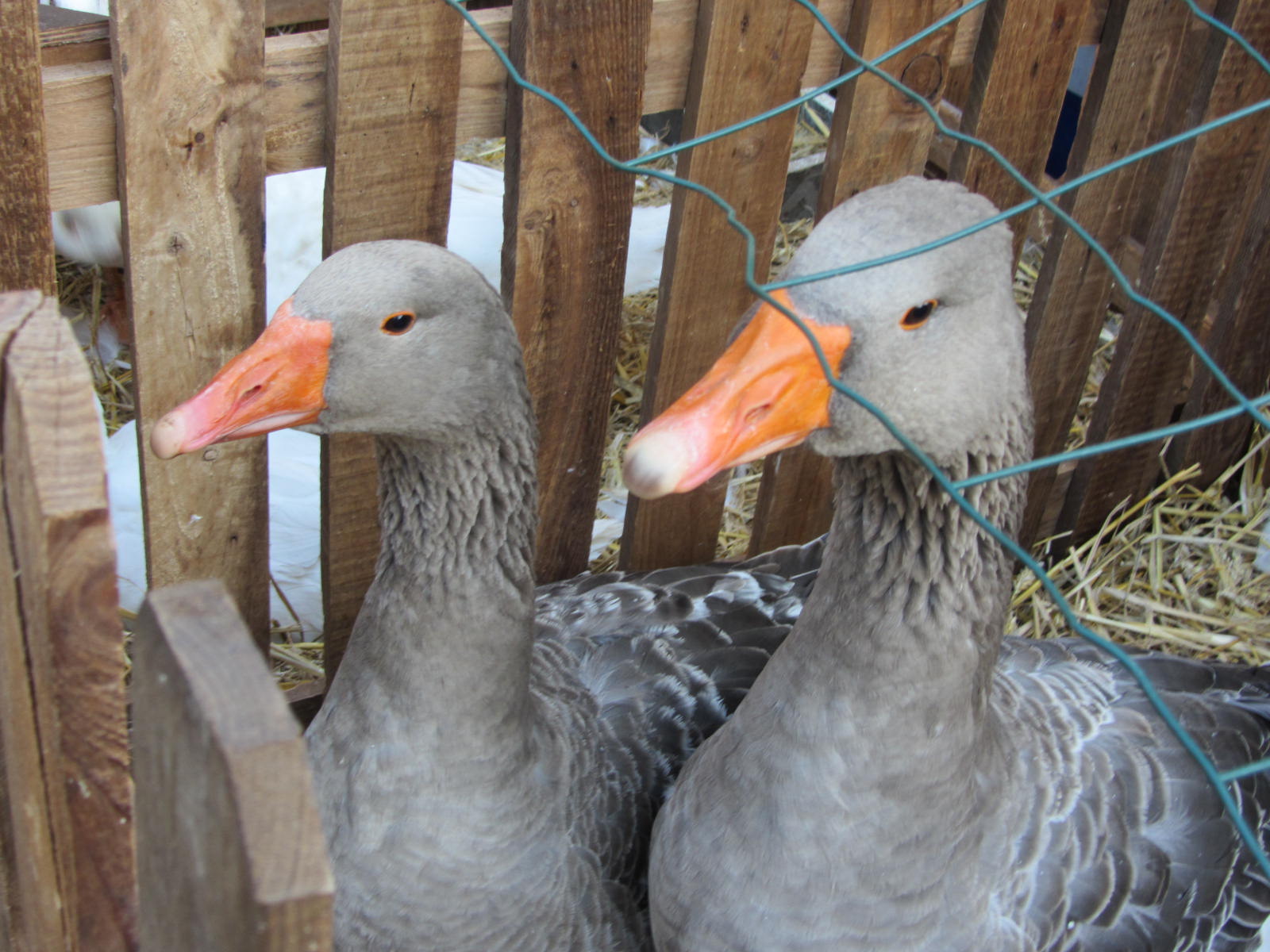 Fonds d'cran Animaux Oiseaux - Oies Oie