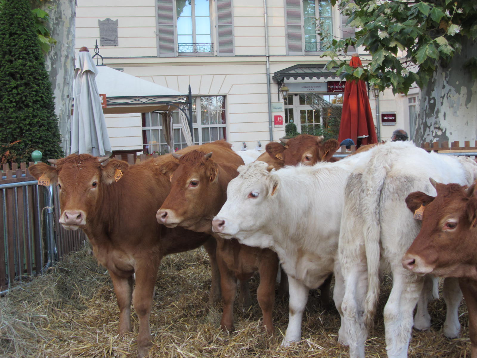 Fonds d'cran Animaux Vaches - Taureaux - Boeufs vaches en ville