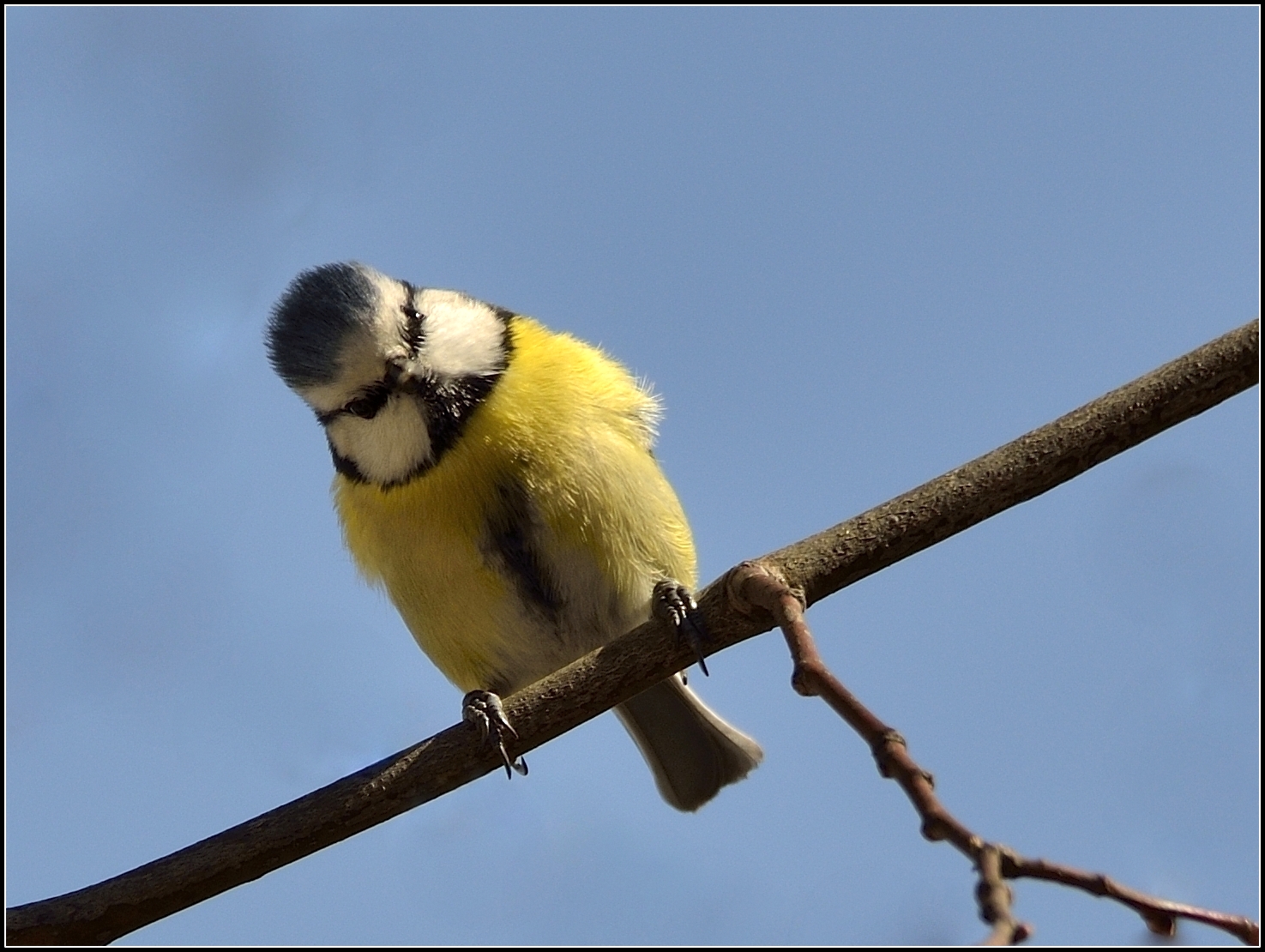 Fonds d'cran Animaux Oiseaux - Msanges Mésange bleue