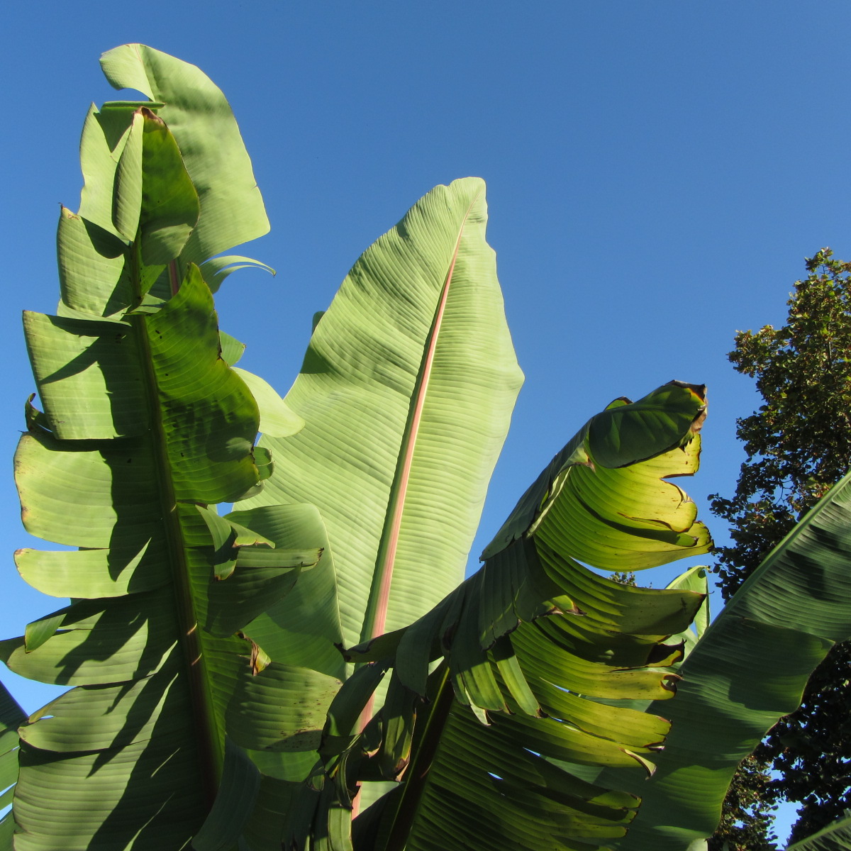 Fonds d'cran Nature Arbres - Forts feuille de bananier