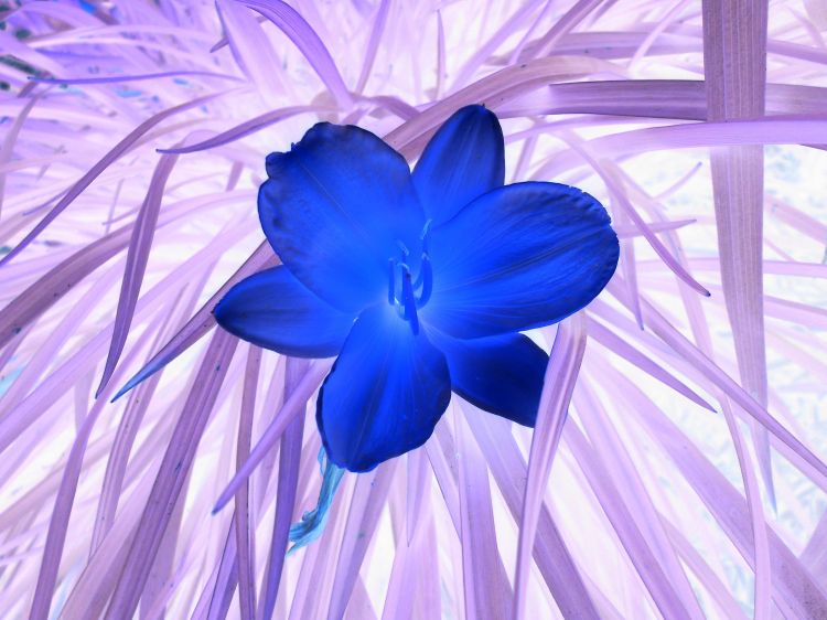 Fonds d'cran Nature Fleurs rêve bleu