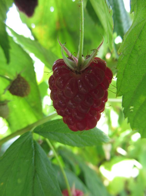 Fonds d'cran Nature Fruits fruits