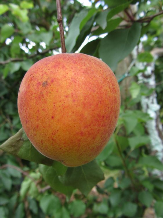 Fonds d'cran Nature Fruits fruits