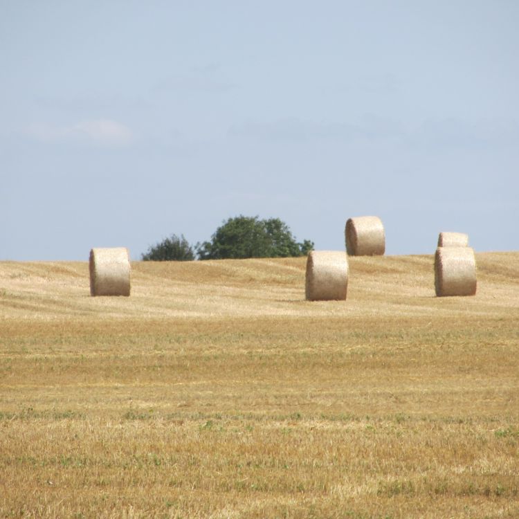 Fonds d'cran Nature Champs - Prairies Les bucoliques