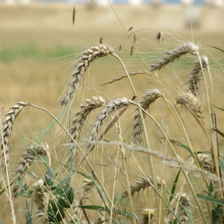 Fonds d'cran Nature Champs - Prairies Les bucoliques