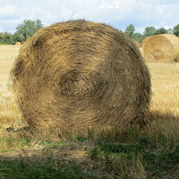 Wallpapers Nature Fields Les bucoliques