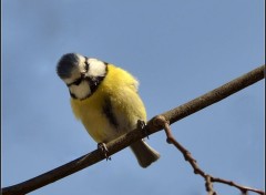  Animaux Mésange bleue