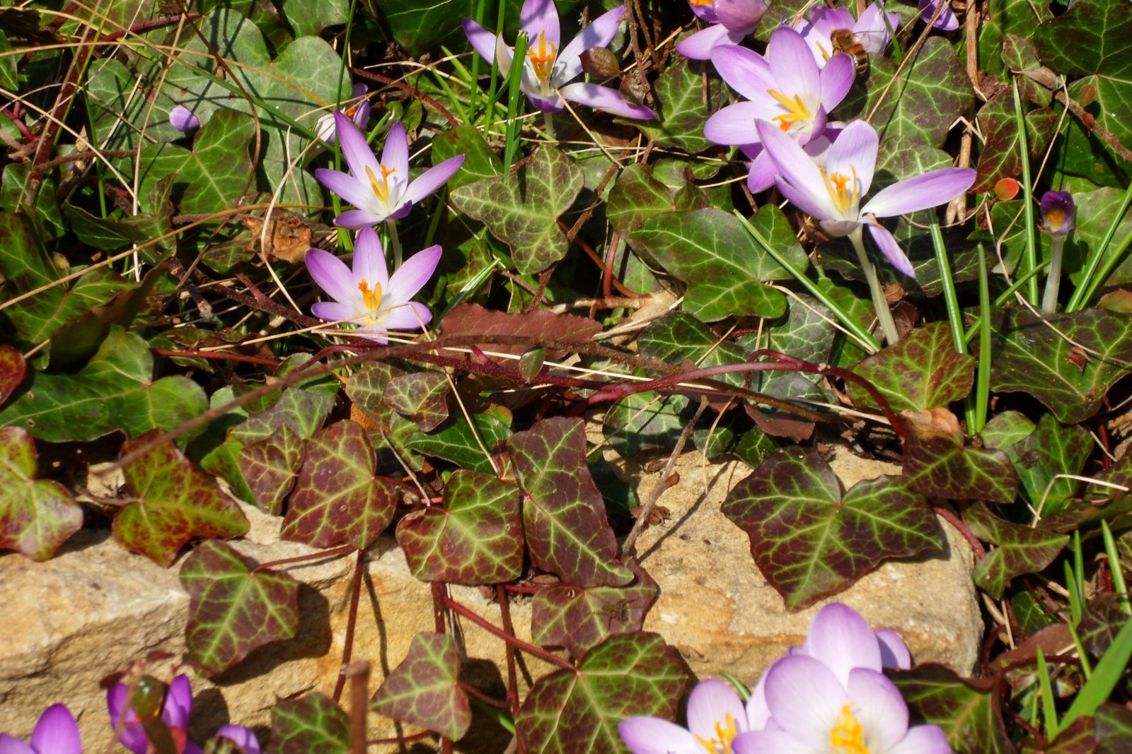 Fonds d'cran Nature Fleurs 