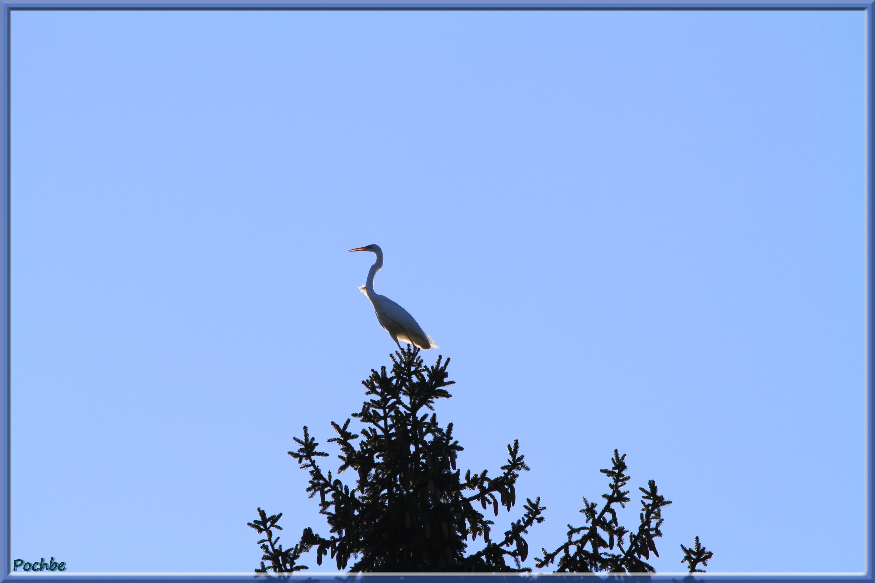 Fonds d'cran Animaux Oiseaux - Cigognes 