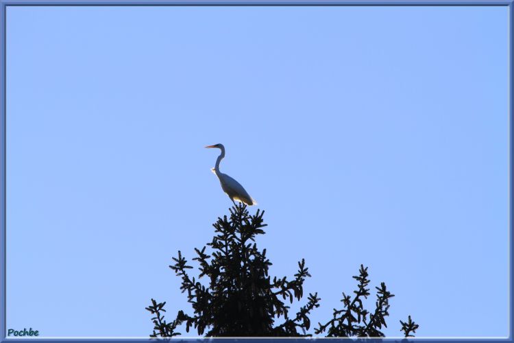 Fonds d'cran Animaux Oiseaux - Cigognes Wallpaper N333911