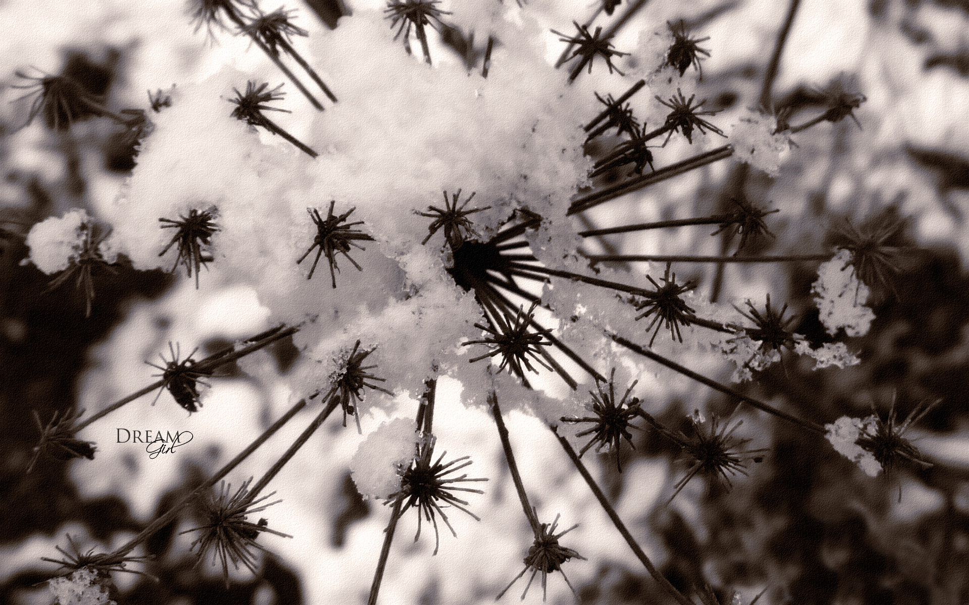 Fonds d'cran Nature Saisons - Hiver 