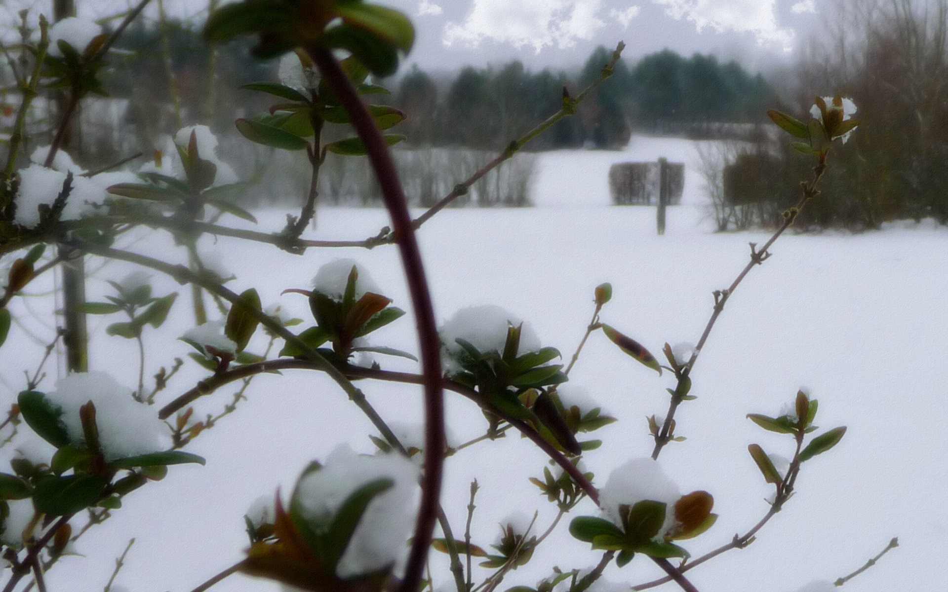 Fonds d'cran Nature Saisons - Hiver 