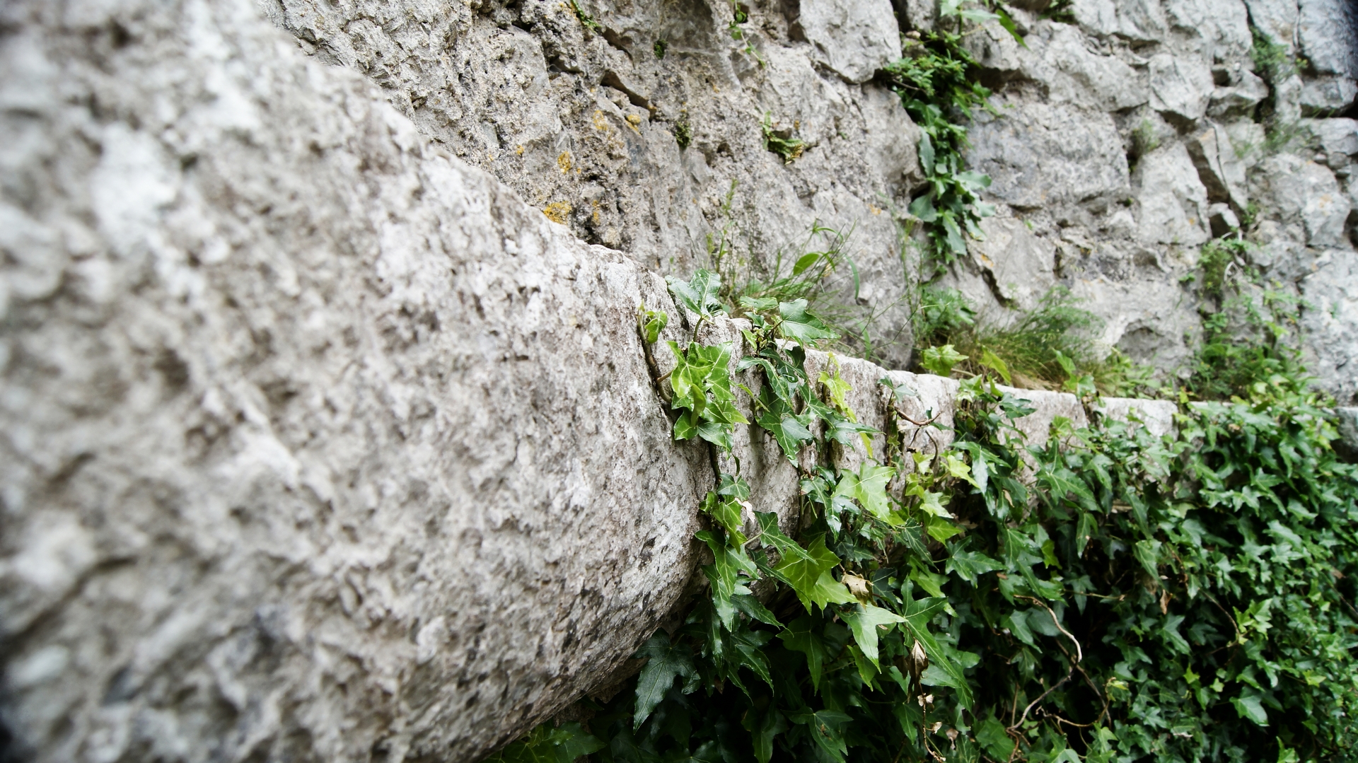 Wallpapers Nature Plants - Shrubs Lierre agripp aux ruines