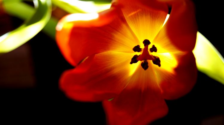 Wallpapers Nature Flowers Tulipe