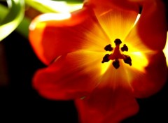  Nature Tulipe