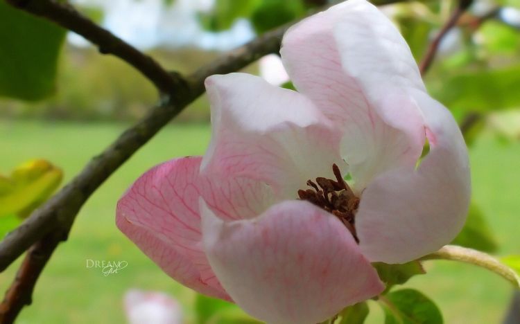 Wallpapers Nature Flowers Fleur close 